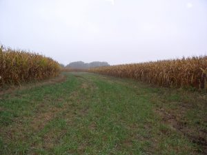 row of grass between rows of corn 