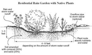 Rain gardens