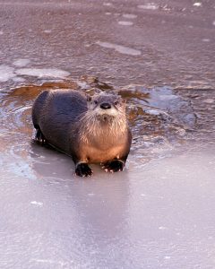 Otter lying on sand