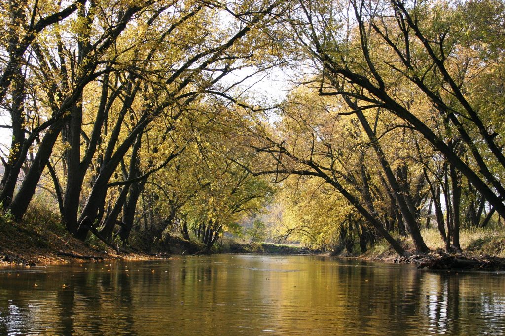 Trees creating a canopy over waterway