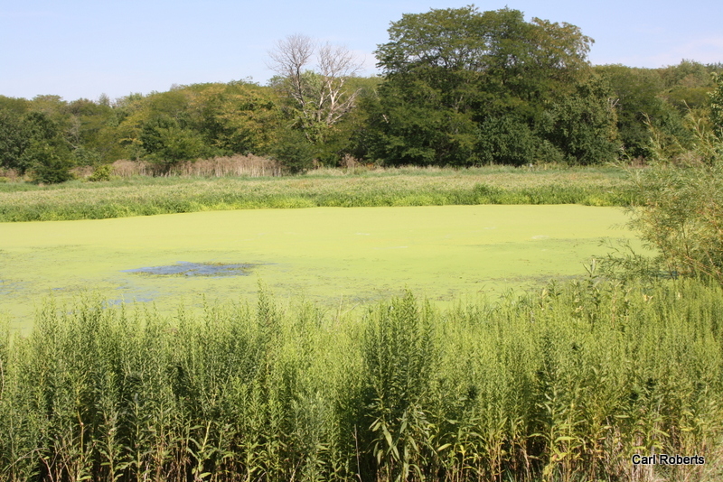 Bloomington and Normal Water Reclamation District Experimental Wetlands