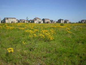 Homes built around acres of beautiful wildflowers and natural vegetation. 