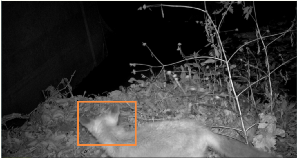 Our first sight of a fox! Image captured from Hidden Creek Nature Sanctuary.