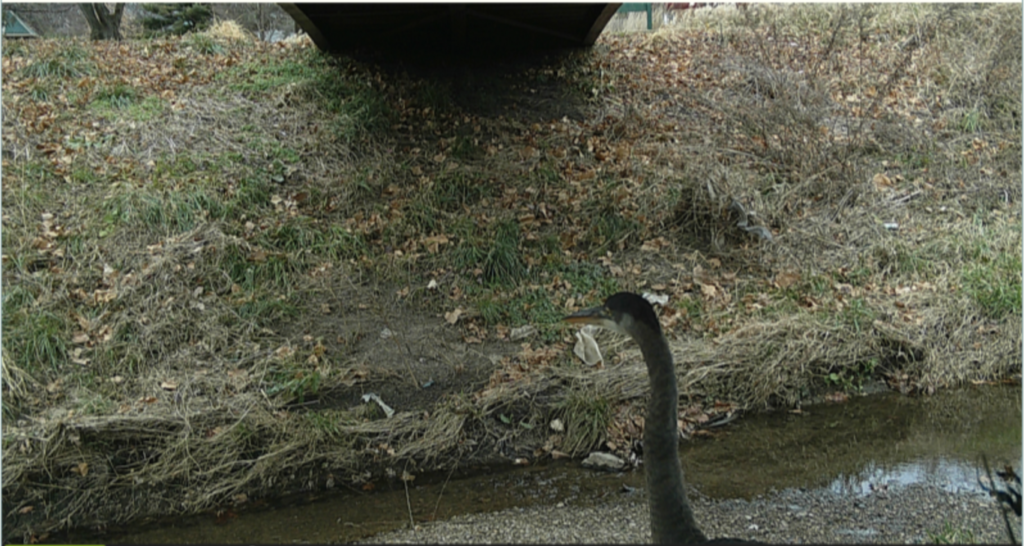 A rare sight of a heron at Anderson Park.