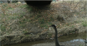 A rare sight of a heron at Anderson Park.