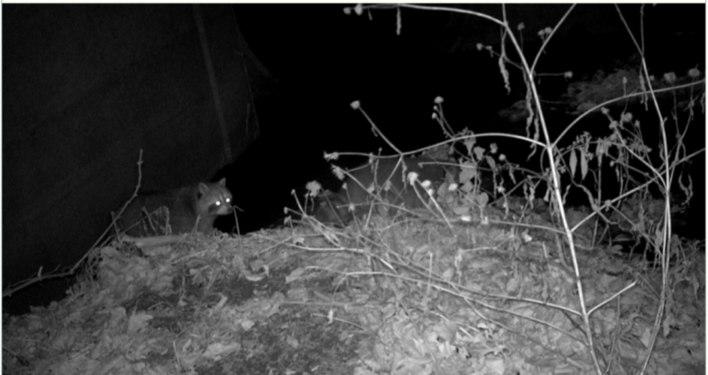 Two raccoons playing in the night at Hidden Creek Nature Sanctuary.