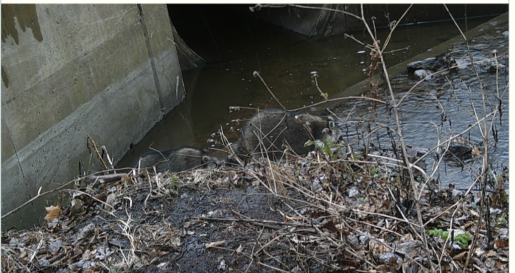 Mom and baby raccoon exploring the creek in the day.