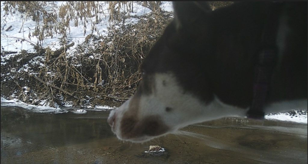 A closeup of a dog at Hidden Creek Nature Sanctuary.