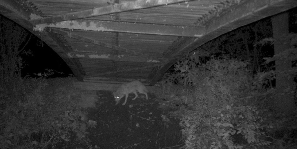 Coyote spotted under the bridge at Hidden Creek Nature Sanctuary.