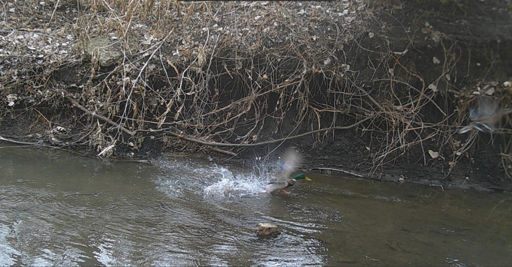 Duck taking flight at Hidden Creek Nature Sanctuary. 