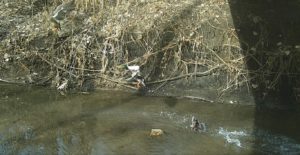 Ducks taking flight at Hidden Creek Nature Sanctuary. 