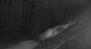 Squirrel running on a bridge beam.