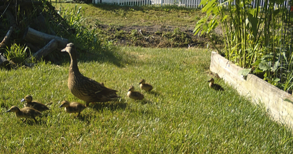A mother duck and her ducklings near the stream by North Blair Drive.