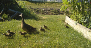 A mother duck and her ducklings near the stream by North Blair Drive. So cute!