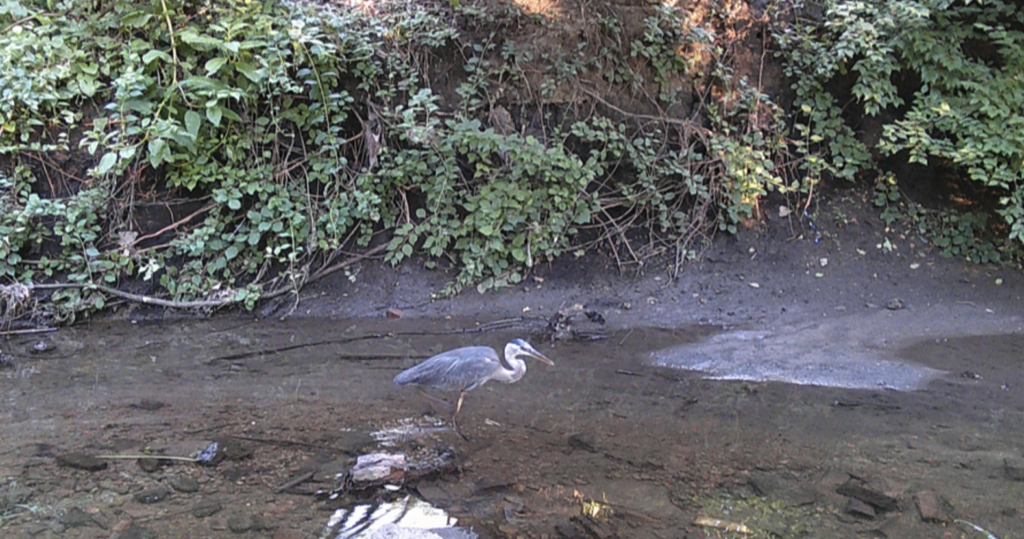 A heron at Hidden Creek Nature Sanctuary.