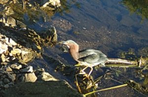 Interesting bird in the stream near North Blair Drive. Can you identify this bird?