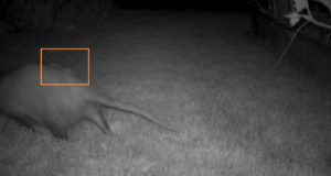 Momma opossum carrying her two babies! Located near the stream of North Blair Drive.