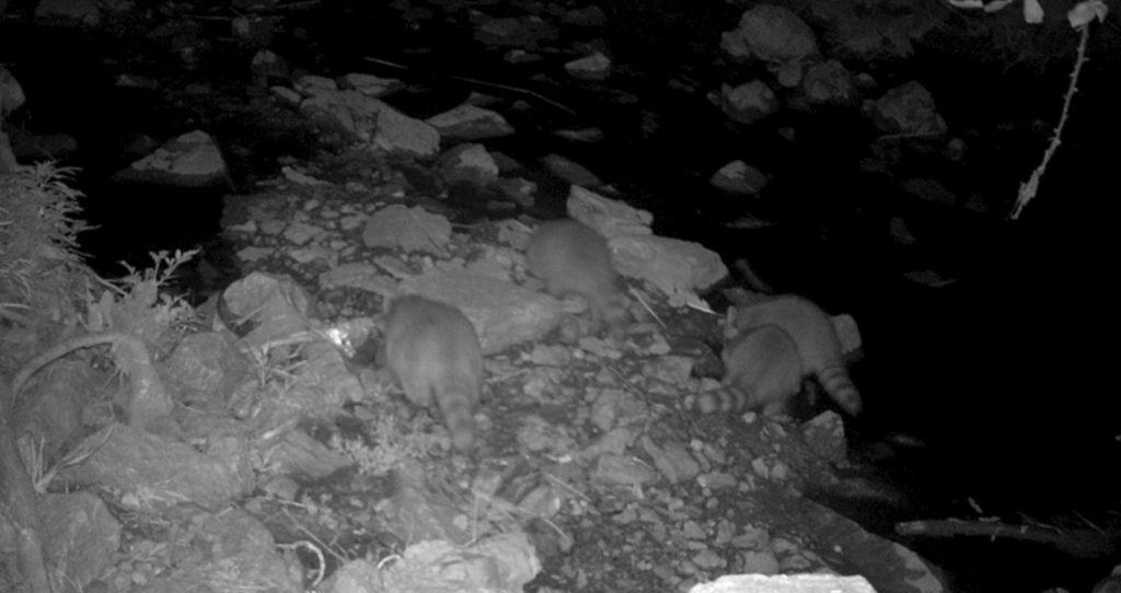 Raccoon family searching for a midnight snack in the stream near North Blair Drive!