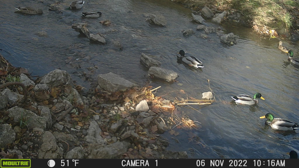 Ducks enjoying a stream near North Blair Drive