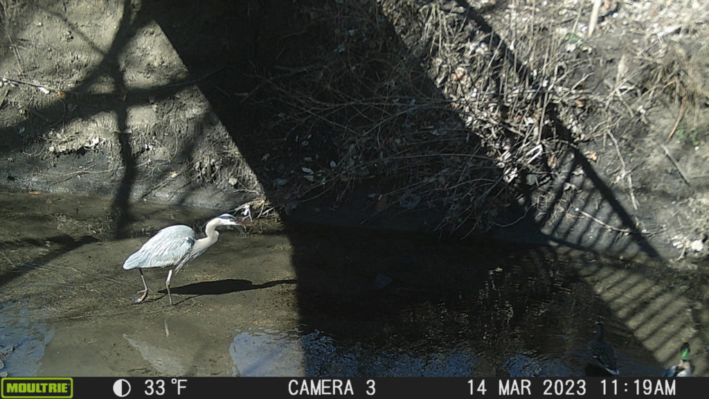 A beautiful heron out for a morning walk at Hidden Creek.