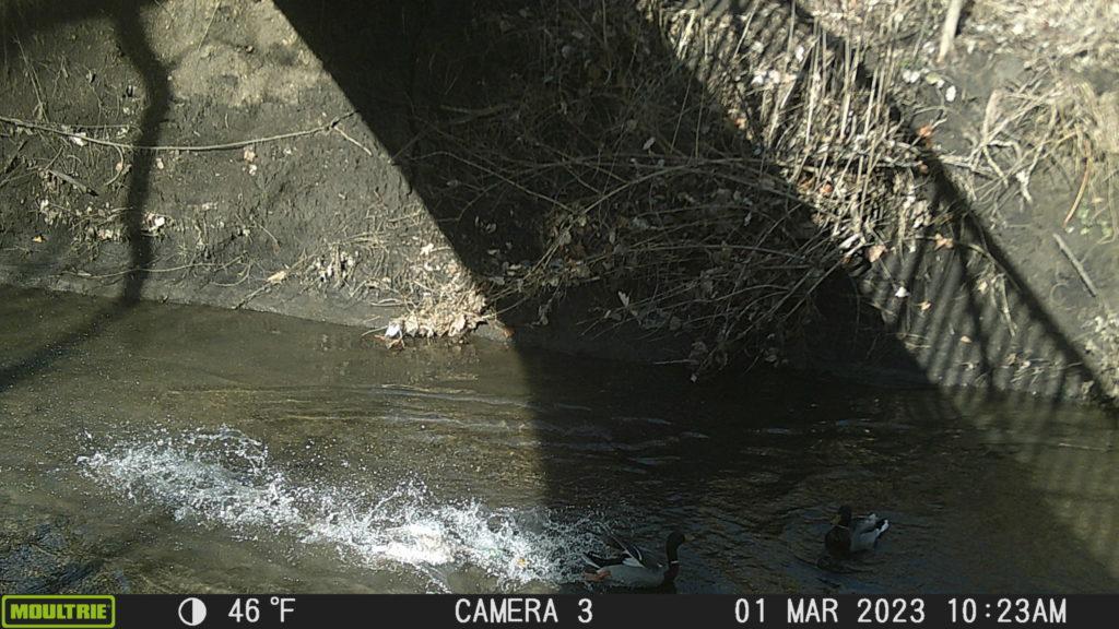 Ducks making quite a splash at Hidden Creek