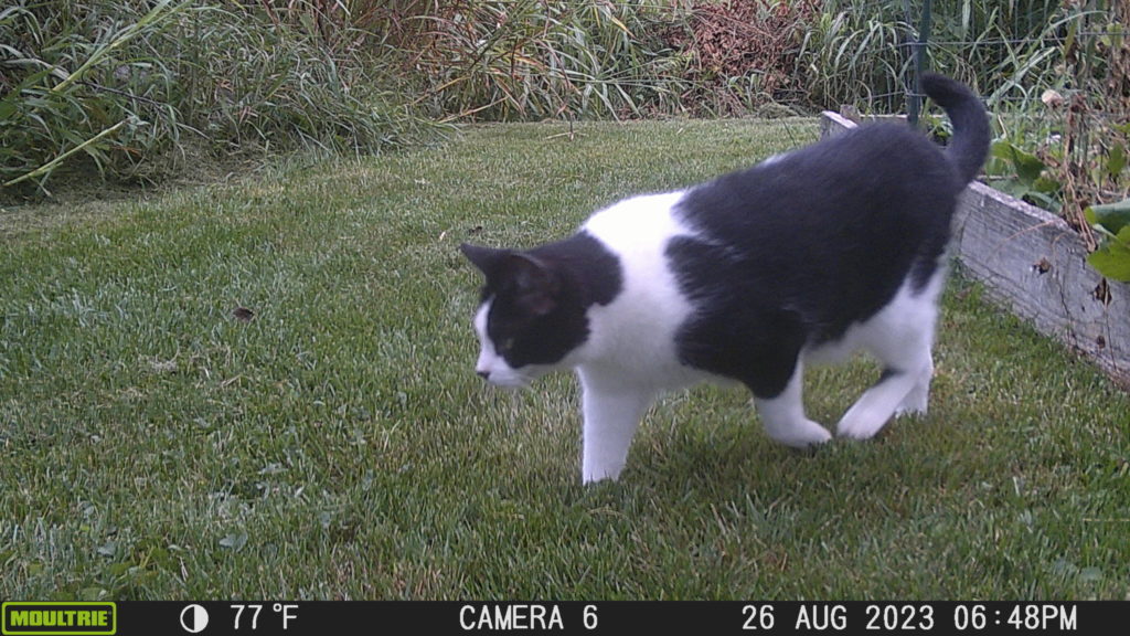 Black and white cat prowling 