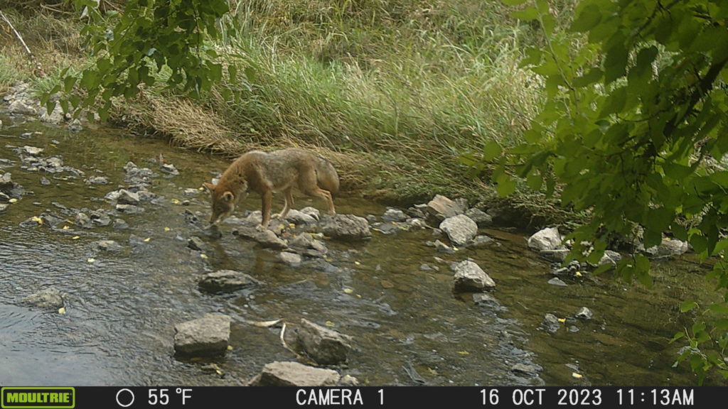 Coyote walking on the rocks at Sugar Creek 