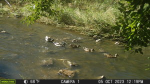 On October 5th at 12:19pm the creek's water was high with less rocks being seen. Ducks swim in the creek.